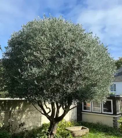 aménagement extérieur Cancale-1