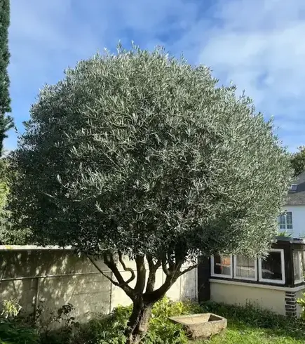 aménagement extérieur à Dinard - image 2