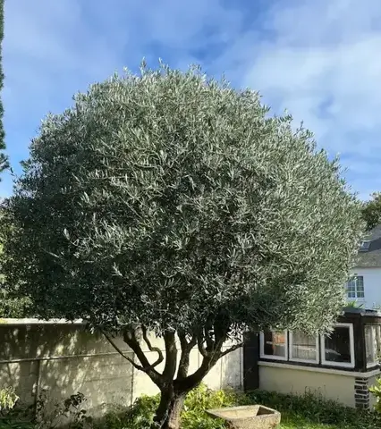 aménagement extérieur Saint-Briac-sur-Mer-1