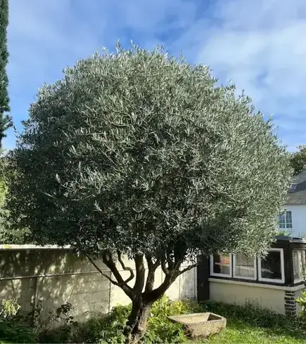 aménagement extérieur à Saint-Jouan-des-Guérets - image 3