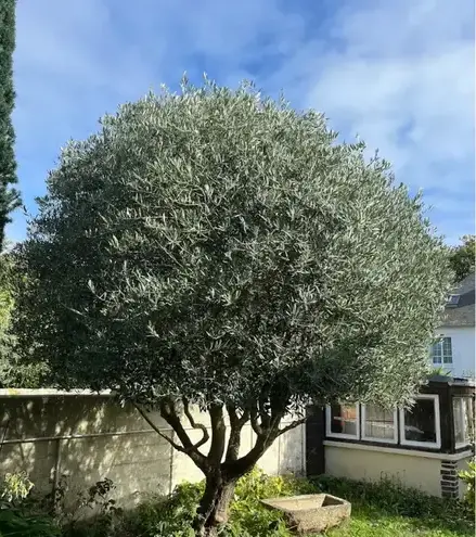 aménagement extérieur à Saint-Lunaire - image 2