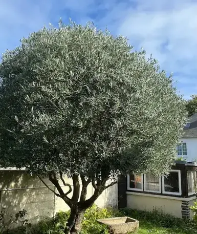 aménagement paysager Cancale-5