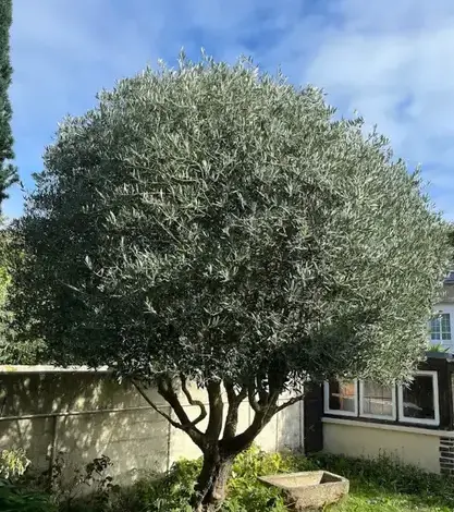 aménagement paysager à Dinard - image 4