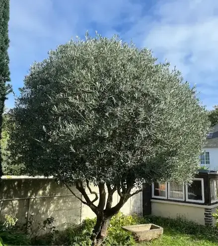 aménagement paysager Saint-Lunaire-1