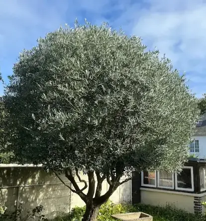 aménagement paysager à Saint-Malo - image 2
