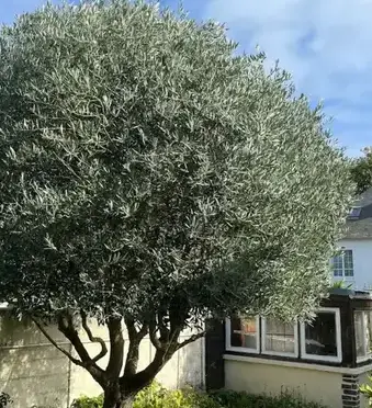 entretien de jardin à Cancale - image 2