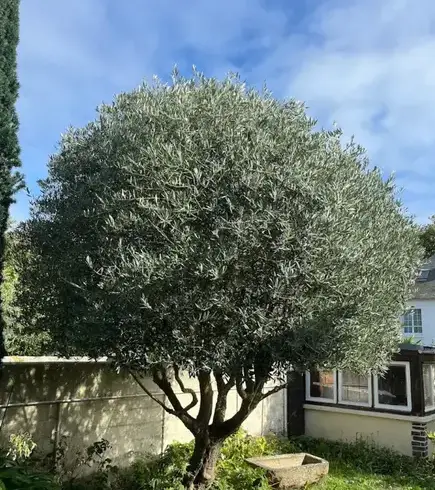 entretien de jardin Dinard-1