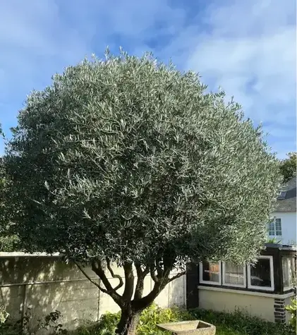 entretien de jardin à La Gouesnière - image 2