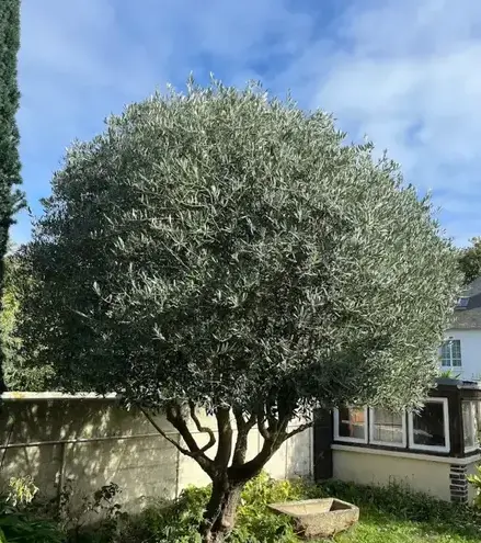 entretien de jardin à La Richardais - image 4