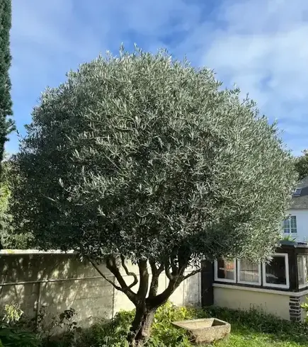 entretien de jardin à Saint-Briac-sur-Mer - image 3