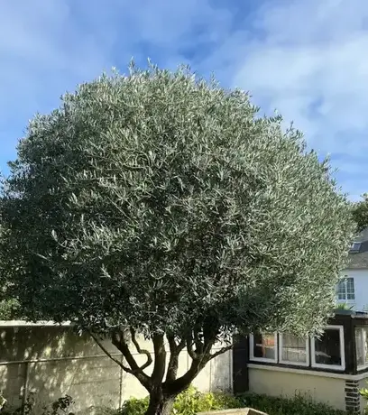 entretien de jardin Saint-Coulomb-5