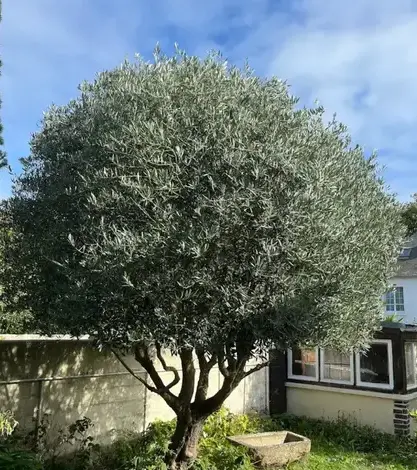 entretien de jardin Saint-Jouan-des-Guérets-5