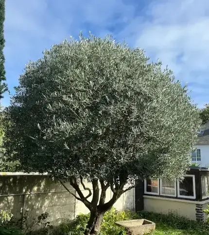 entretien de jardin Saint-Lunaire-5