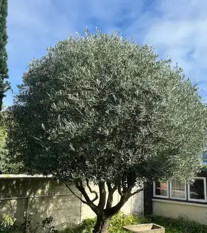 entretien de jardin Saint-Méloir-des-Ondes-5