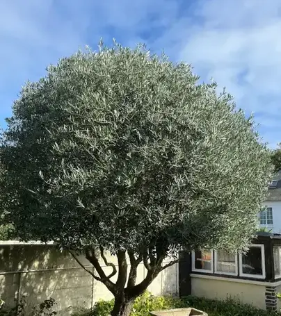 entretien espace vert Saint-Lunaire-5