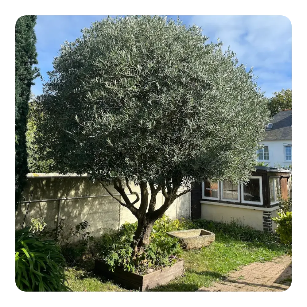 entretien espace vert saint malo