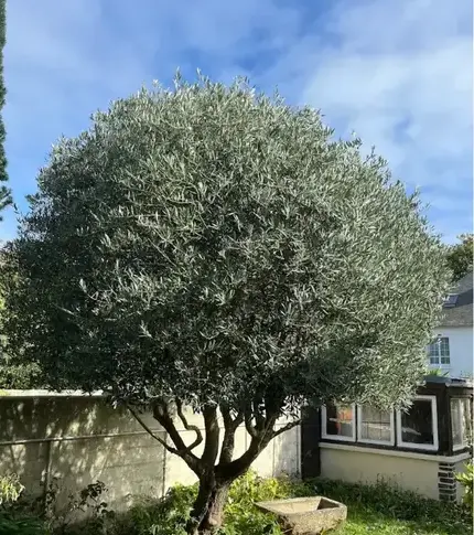 jardinier à Cancale - image 2