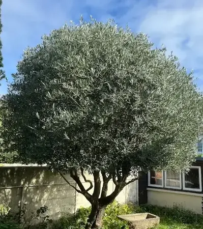 jardinier Dinard-1