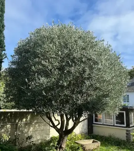 jardinier La Richardais-1