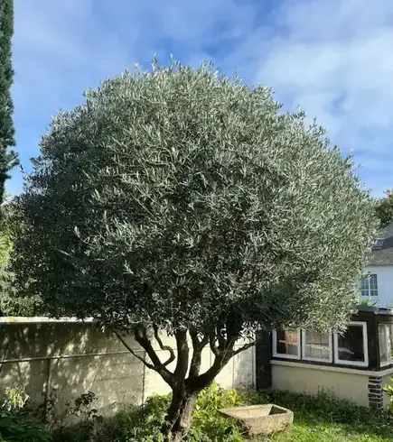 jardinier Saint-Briac-sur-Mer-1