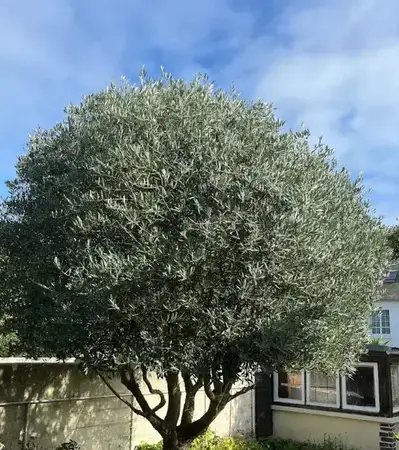 jardinier Saint-Jouan-des-Guérets-1