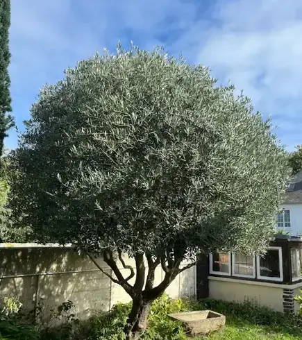 jardinier à Saint-Lunaire - image 4