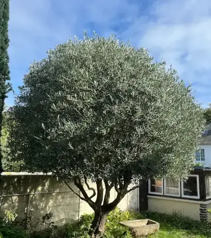 jardinier Saint-Méloir-des-Ondes-5