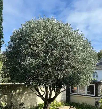 paysagiste à Cancale - image 2