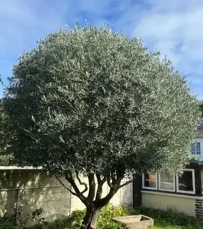 paysagiste Saint-Briac-sur-Mer-1
