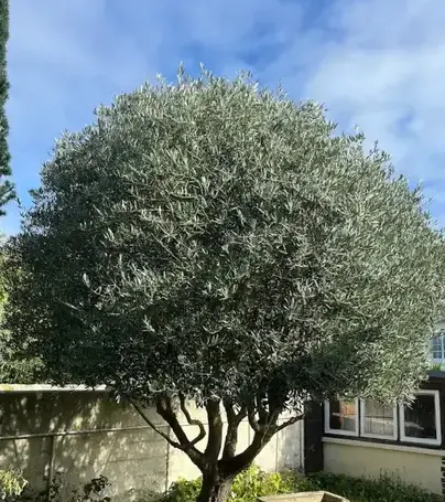 paysagiste à Saint-Lunaire - image 3