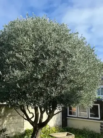 paysagiste à Saint-Malo - image 4